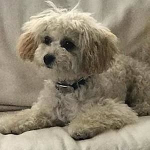 Meet your Posher, Penny